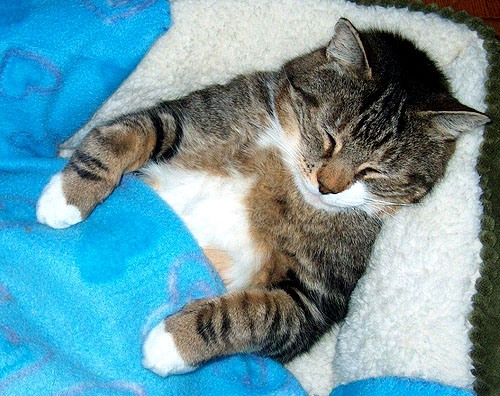 Отец, котики смешные картинки с надписями хотят спать