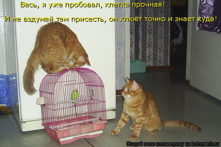Поздравление месяцев, смешные картинки про попугая с надписями