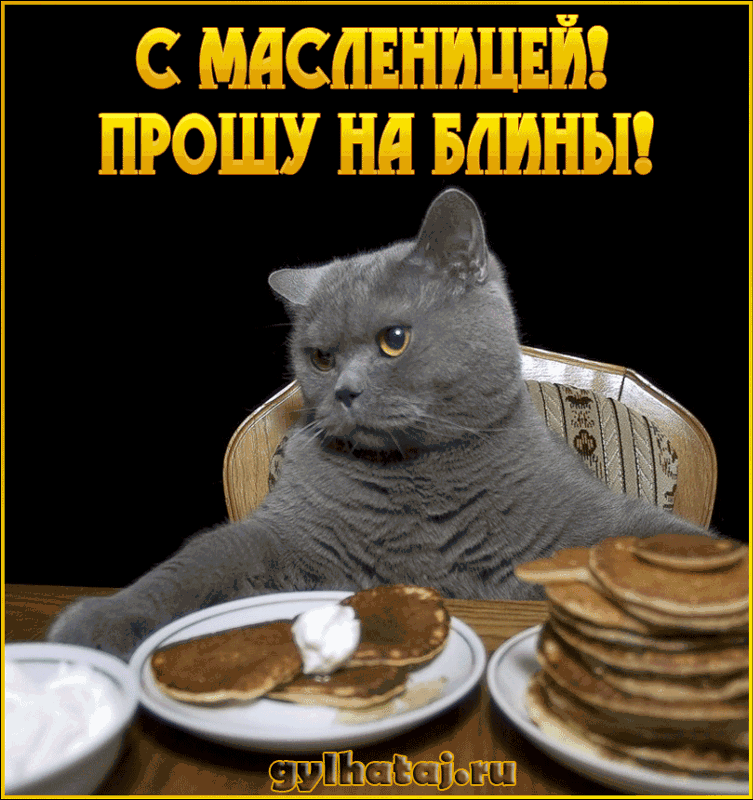 Блин блин блин хочу выстрел. Кот с блинами. кошка блин. масленица коты. с масленицей прикольные.