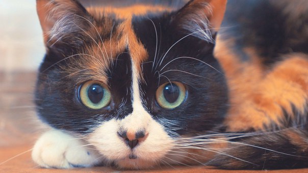 картинки куки кот онлайн картинки куки кот