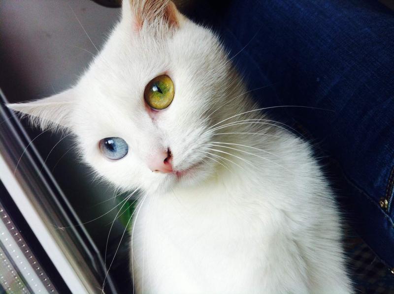 Расширенные кошачьи зрачки. У кота разные зрачки. Анизокория , миоз у кошки. Кот с расширенными зрачками. Разные зрачки у кошки.