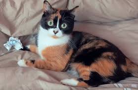 картинки куки кот онлайн картинки куки кот