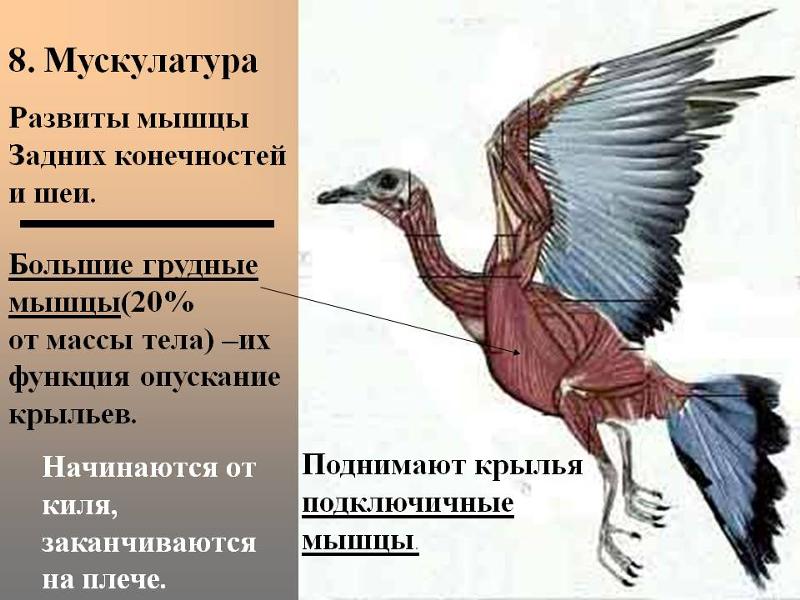 Передние конечности голубя скелет. Строение скелета птицы 7 класс биология. Структура скелета птицы. Строение мышц курицы. Строение скелета птицы 7 класс биология.