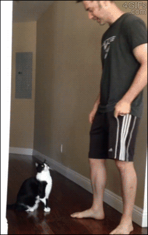 Пинок коту. Пинает кота. Прыгнуть на ручки. Котенок танцует. Гифка с котом.