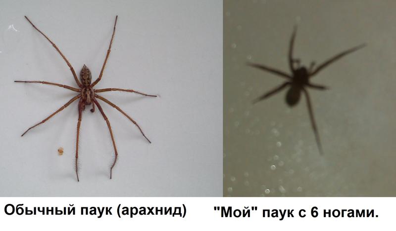 Сколько ног у паука ответ 3 класс. Паук с шестью конечностями. пауки с шестью лапками. паук с 6 ногами. паук с 6 лапами маленький.