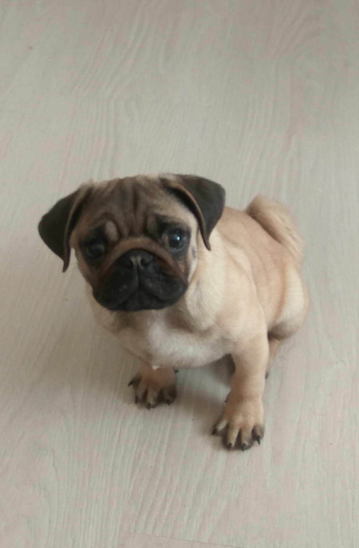 Купированный мопс. Старый мопс. Правильные уши у мопса. Мопса штернхайм. Купированный мопс.