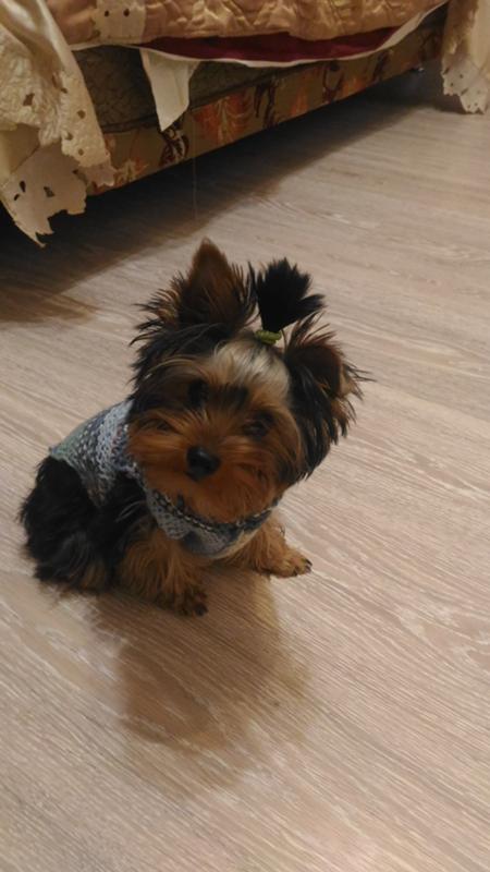 йоркширский терьер стандарт вес. йорк лучше мальчик или девочка. йорков щенок 2. йорк лучше мальчик или девочка. йорки стандарт по месяцам.