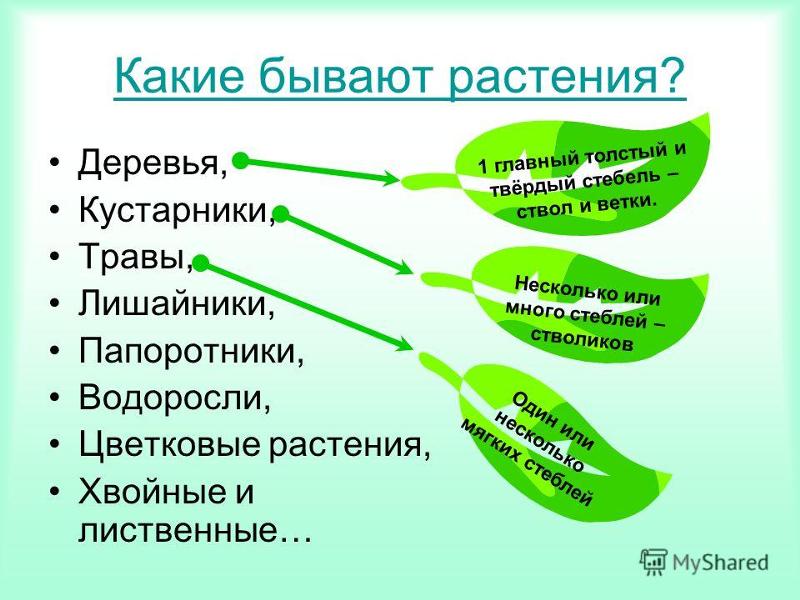 Реферат какие бывают растения 8348