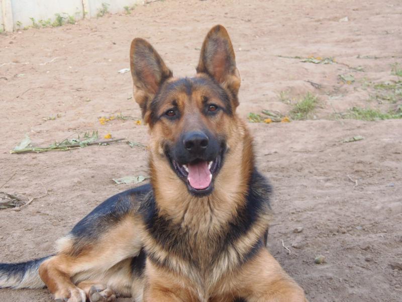 собака похожая на овчарку но маленькая. бельгийская овчарка малинуа голубая. малинуа чепрачная. собака защитник. собака похожая на овчарку но маленькая и шустрая.