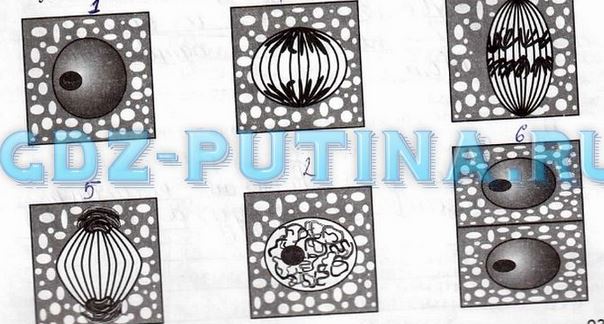 Ответы Mail.ru: 5 КЛАСС БИОЛОГИЯ ХЭЛП!