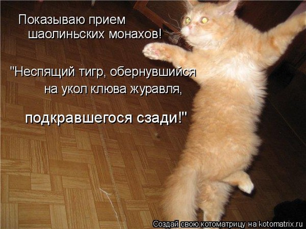 Смешные истории про котов