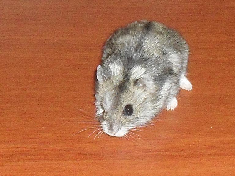 Купание хомяков джунгариков. Можно ли мыть джунгарских. Песок для купания хомяков джунгариков. Водяной хомяк. Купание хомяков джунгариков.