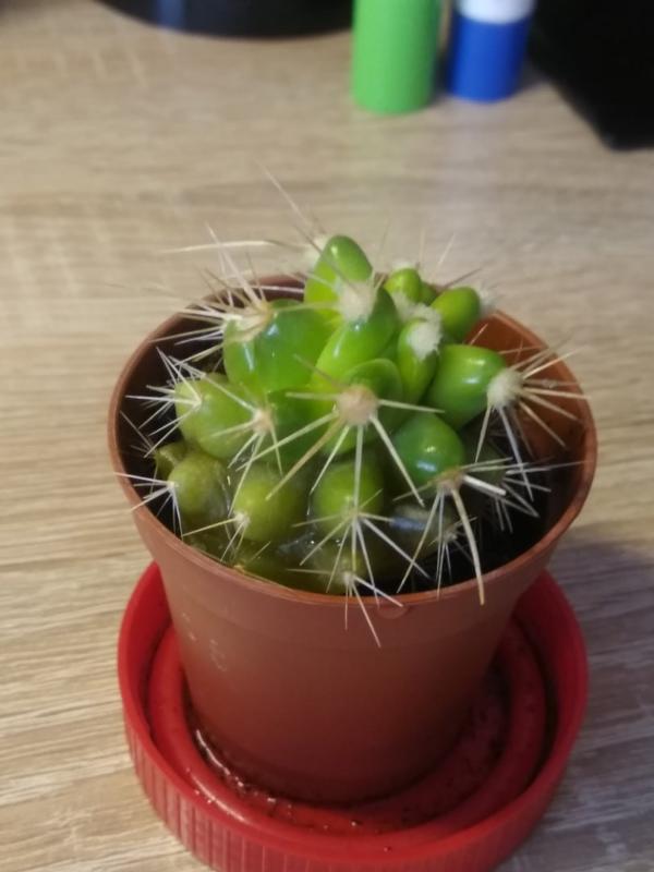 стапелия цветет. свисающий кактус. кактус с отростками. кактус у компьютера. кактус растет вверх и тонкий.