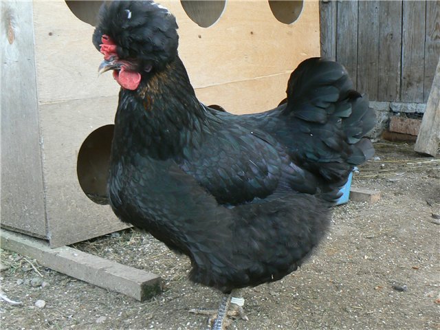Цыплята и куры