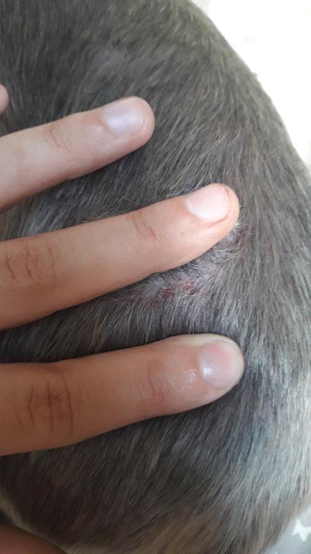 Ответы Mail.ru: У пса появились пятна