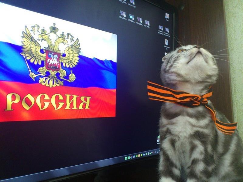 с днем россии коты помнить