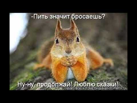 картинки белочка пришла онлайн картинки белочка пришла