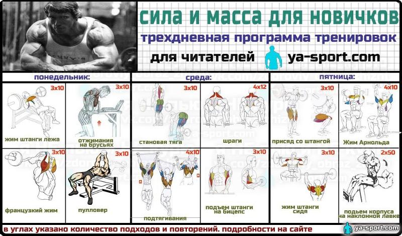 тренировка на массу девушки