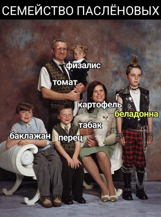 Семья прикол. Большая семья. Всю семью не без. В семье не без урода. Всю семью не без.