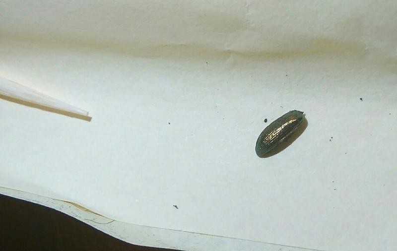 кардинал креветка аквариумная. паразиты в аквариуме на стекле. маленькие паразиты в аквариуме. маленькие жучки в аквариуме. маленькие жучки в аквариуме.