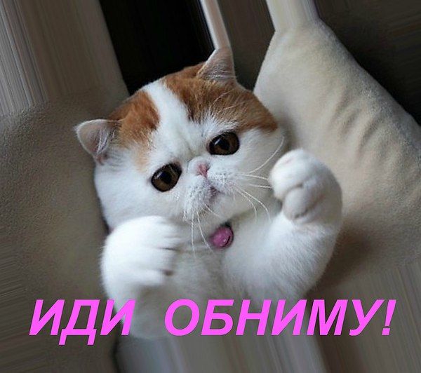 картинки вот так обниму тебя кошки особенность