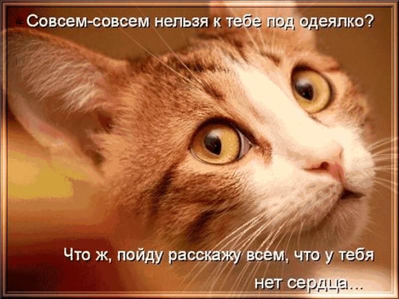 Что то так но не совсем. Котики приколы. смешные коты с надписями. котики для поднятия настроения. ты совсем со мной не разговариваешь.