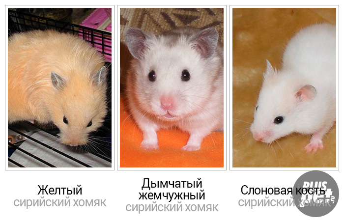 Породы домашних хомяков с фотографиями и названиями
