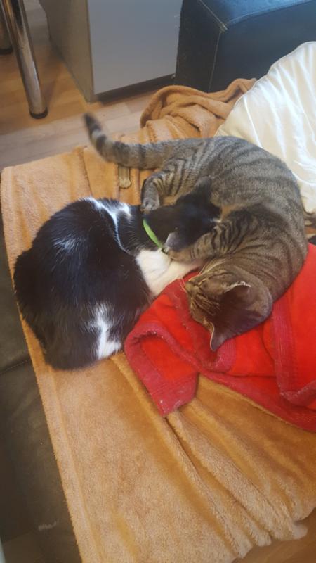 Котенок не сосет и весь вялый Котенок Не Сосет И Весь Вялый