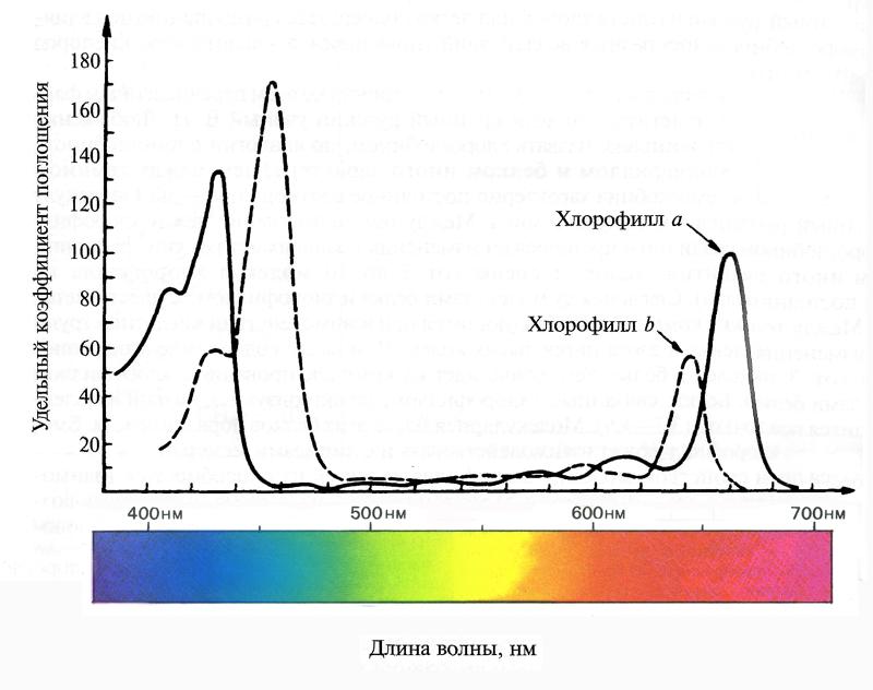 Картинки СИНТЕЗ УГЛЕВОДОВ ФОТОСИНТЕЗ