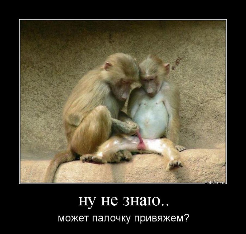 Картинки, прикольные картинки с обезьянами и надписями