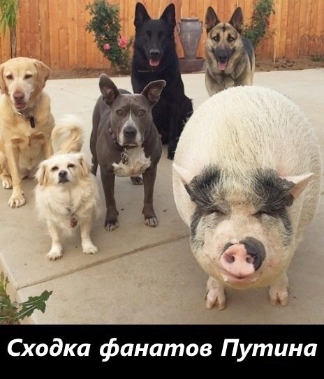 Газопровод "Северный поток-2" имеет исключительно коммерческий характер, - Песков - Цензор.НЕТ 3944