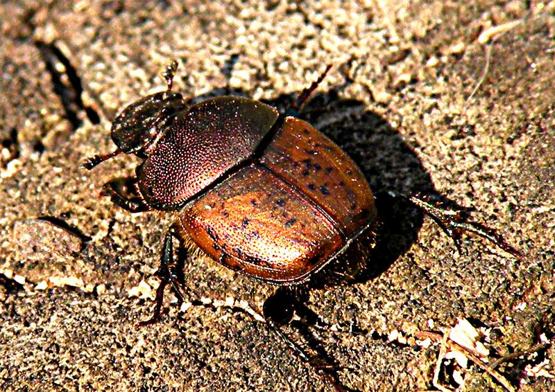 кисть малярная плоская 1,5 " 38 мм. собака жучка. план по рассказу наша жучка в. жучка 5. задачка про жучку, кошку, мышку, репку.