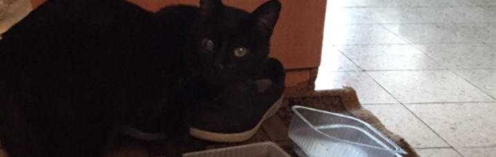 Бездомные кошки. Вернется ли кот. Котик уходит из дома. Кошка вернулась. Котенок рыжий в подвале.