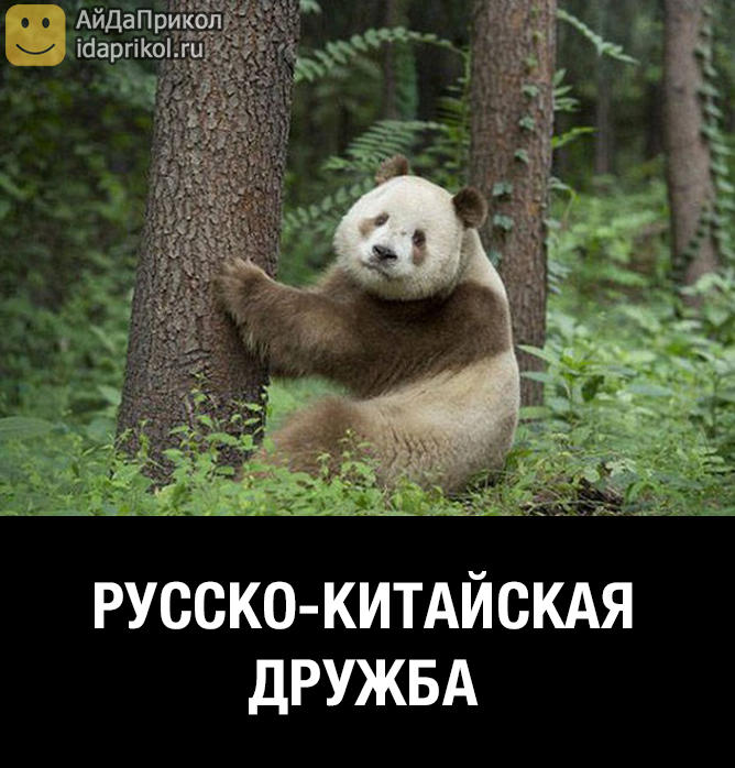 айда приколы смотреть картинки того