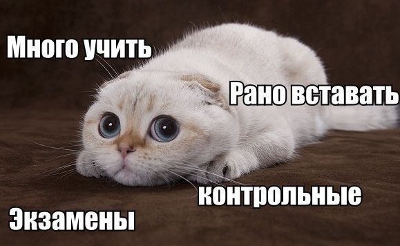 Ответы Mail.ru: Ну как их можно делить?! (фото)