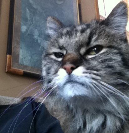 Ответы Mail.ru: Какая эмоция чаще мешает вам в повседневной жизни?