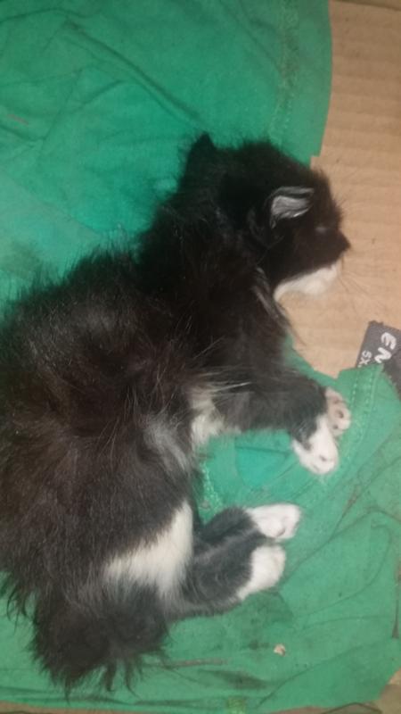 Как понять что кот хочет вас убить. Как понять что ваш кот хочет вас убить. Как понять что котенок умирает. Черный котенок мертвый котенок. Стихотворение про бездомного котенка.