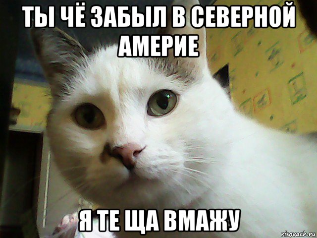 Эта сука выглядит как кошка скачать Ответы Mail.ru: Про иммиграцию США