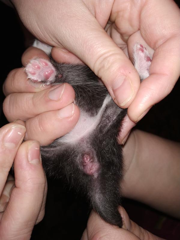 Жетілген келіспейтін порно