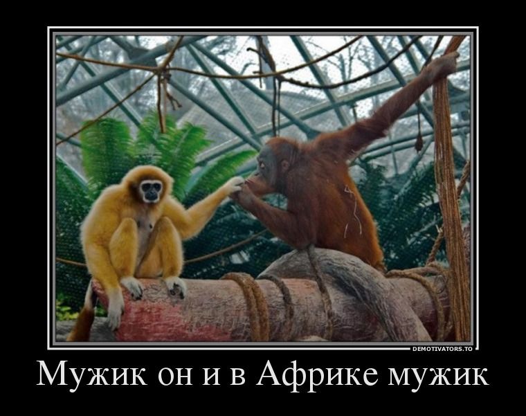 Пожеланием, смешные картинки с надписями про мужчин и животных