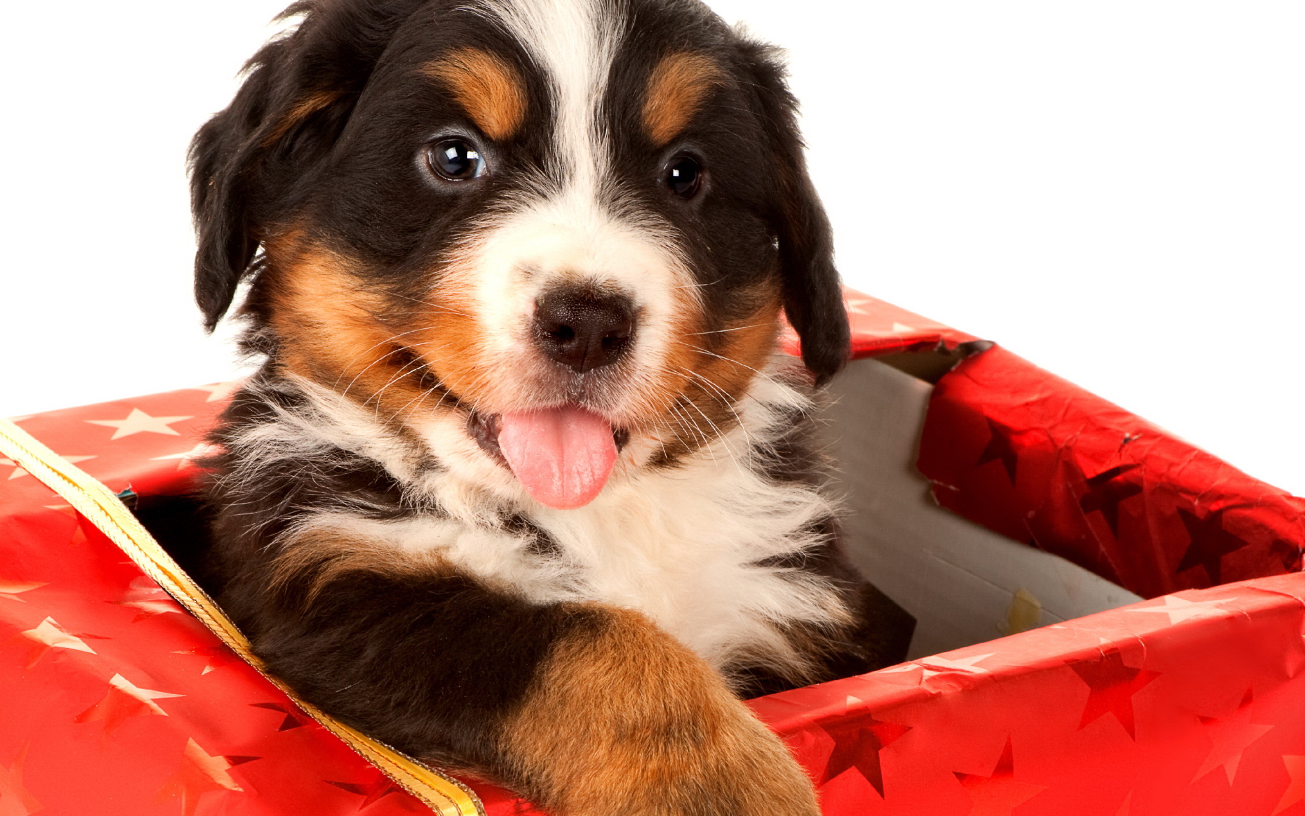 щенок в коробке подарок. лабрадор улыбается. оригинальный подарок для собаки. включи подарите собаку. собака в подарок.