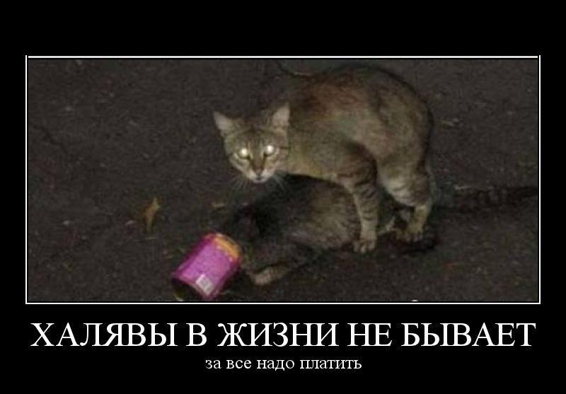 26486808_5188eeec1f88da8cd12229ea9a79e1f