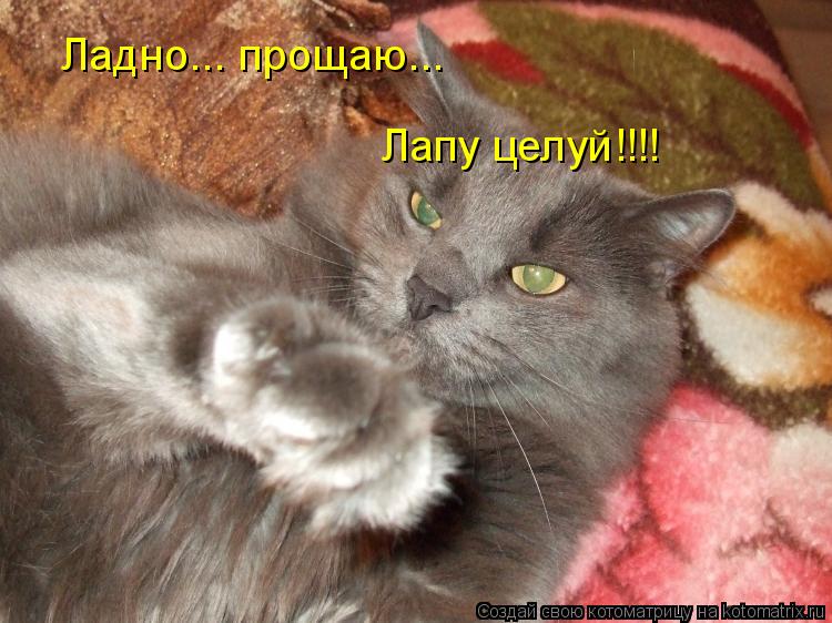 Открытка я простила тебя