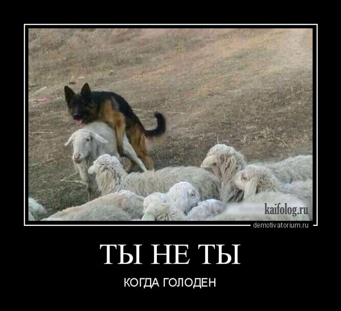 Картинки с приколами ты не ты когда голоден