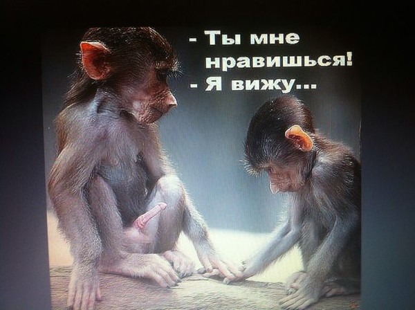 Прикольные картинки обезьян с надписями, для брата