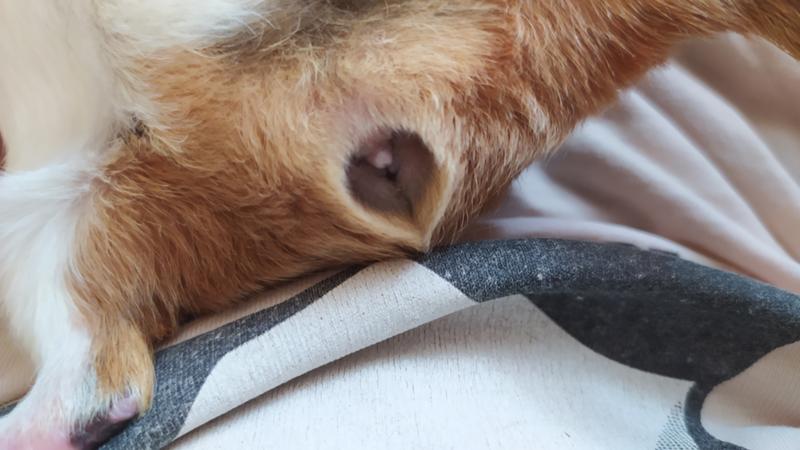 A guinea pig идиома. температура у морской свинки норма. температура тела морской свинки. морская свинка мутант. как определить возраст морской свинки по весу.