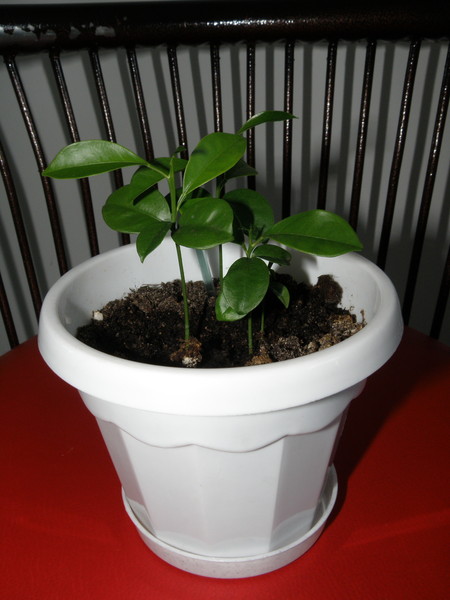 кумкват вырастить из косточки. кумкват росток. кумкват вырастить из косточки.