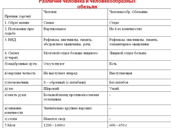 Таблица сравнительная характеристика скелета человека и гориллы