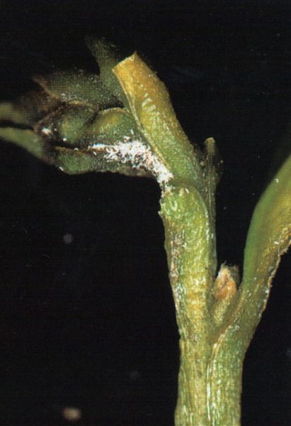 Как цветет самшит фото - найдено 89 картинок