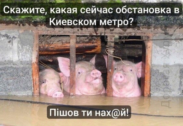 самые честные и добрые люди. собаки любовь. цитаты про человечность. трогательные истории. самые честные и добрые люди.